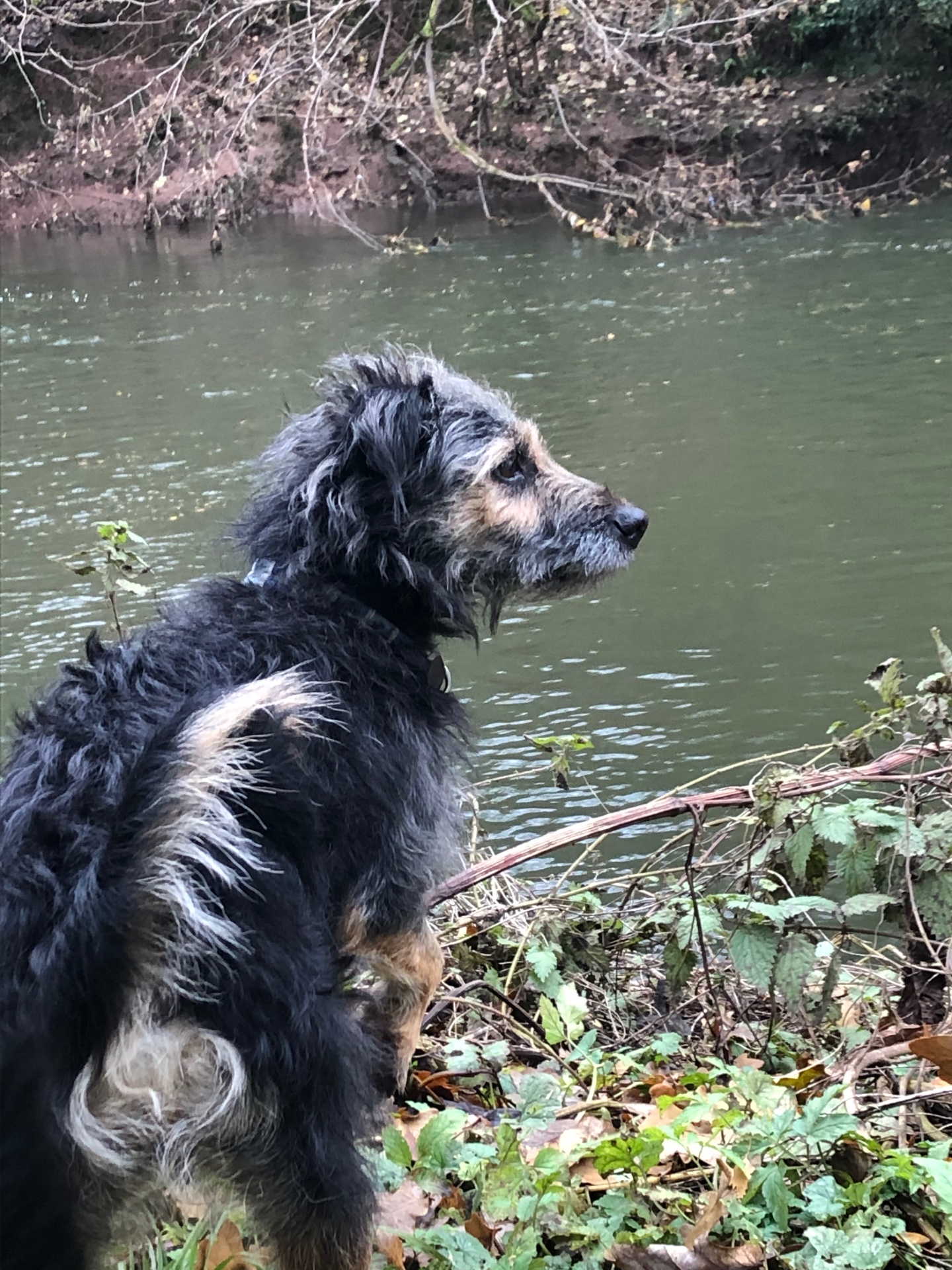 A scruffy river dog watching the water from the bank